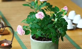 花期长又容易养的盆栽(好养花期长的盆栽)