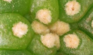 叶仙几年开花 叶仙几年会开花