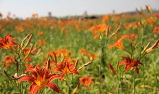 盐碱地适合种什么花草（盐碱地适合种什么花草植物）