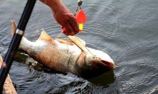 钓鲢鳙用吃铅多少的漂 钓鲢鳙用吃铅多少的漂什么牌子的好