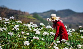 牡丹花怎么栽培 牡丹栽种时间和方法