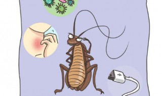 一对蟑螂一生可以生多少的小蟑螂（一对蟑螂一年可以繁殖多少?）