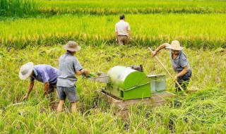 稻谷能保存多少年 稻谷一般能存放保质期几年