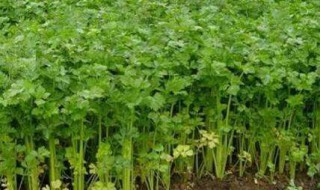 芹菜和药芹是同一种菜吗