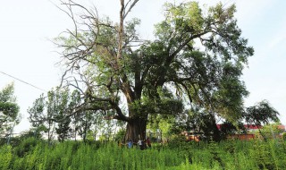 榆树种在哪个方位好（榆树栽在哪里最好）