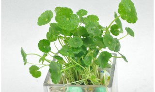 铜钱草水培好还是土培好