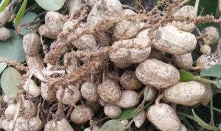 河南省春花生什么时候种(河南地区春花生早播时间)