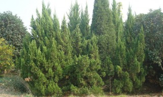 柏树一年长多少（柏树一年长多少粗）