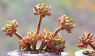 水祭多肉好养吗 水かけ祭り