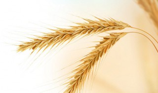 2020年小麦收割时间（2020年小麦收割时间表）