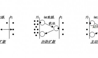 物质运输的途径（物质运输的途径知识点）