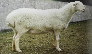 羊胸口骨在哪个位置（羊胸口骨怎么样）