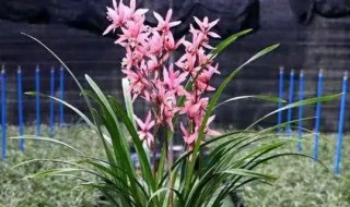 墨兰怎么繁殖 墨兰繁殖方法和注意事项