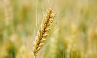 麦子根深最深多少 麦子根有多深