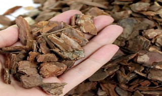 松树皮不可以种哪些花 松树皮可以种花吗?