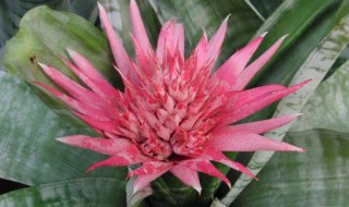 粉色的菠萝是什么花（粉色的菠萝是什么花语）