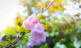 清明节默哀主持词 清明节默哀串词