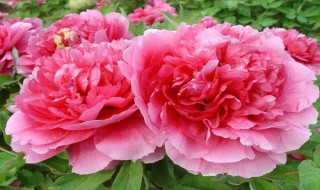 牡丹花怎样才能开花 牡丹花怎样才能开花呢