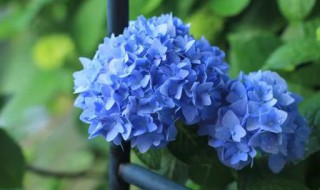 无尽夏好养吗 无尽夏哪个品种好养