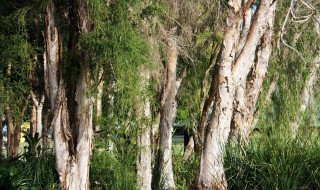 桂皮树种植需多少年可采皮 桂皮树种植需多少年可采皮子