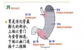 消化道最膨大的部分是 消化道最膨大的部分是什么部位