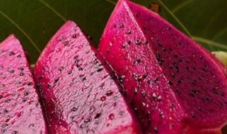 红心火龙果可以和芒果一起吃吗（芒果和红心火龙果可以在一起榨汁吗）