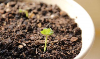 旱金莲的种子长什么样?(旱金莲的种子怎么种植)