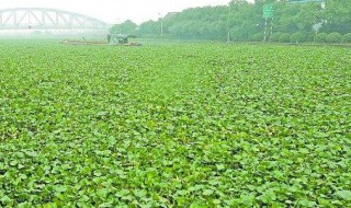 在淡水湖中种植水葫芦环保吗 在淡水湖里种植水葫芦环保吗