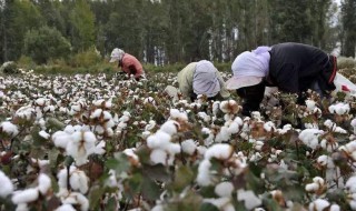 河南棉花种植时间（河南棉花种植时间最新）