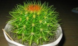 仙人球可以放在客厅吗（仙人球可以放客厅吗?）