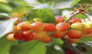 樱桃树为什么要种两棵 樱桃树是不是要种两棵才能结果