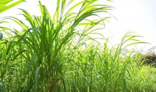 养牛种什么草一年四季都能生长（养牛什么草一年四季都可以种植）