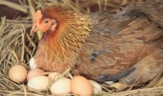 鸡下蛋后为什么要叫 鸡下蛋后为什么要叫个不停