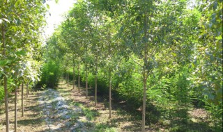 白蜡树要多远种一棵 白蜡树要多远种一棵比较好