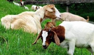 山羊几个月性成熟(山羊几个月成年)