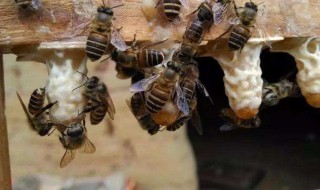 蜜蜂为什么会打架应该怎样解决（蜜蜂为什么打架能阻止吗）