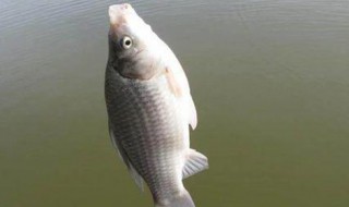 四月份钓鱼什么时间段最好钓（四月份钓鱼什么时间段最好钓）