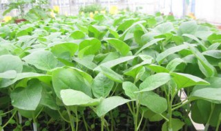 嫁接的作用（嫁接技术）