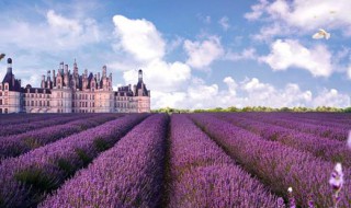 薰衣草怎么繁殖 薰衣草怎么繁殖后代