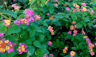 能驱蚊虫的花草有哪些 能驱蚊虫的花草有哪些图片