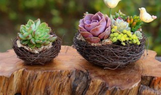 多肉能用硫酸亚铁吗（多肉植物能用硫酸亚铁吗）