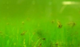 水草缸放什么可以过滤绿水（水草缸用什么过滤好）