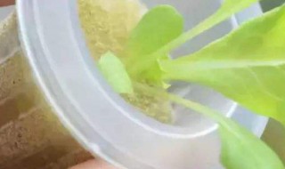 营养液简单配方（植物水培营养液配方）