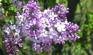 丁香树的移栽季节（丁香树苗什么时候移栽）