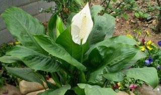 用啤酒浇一帆风顺多少天一次? 一帆风顺能用啤酒浇花吗