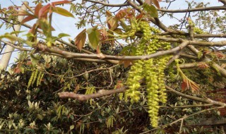 核桃树开的花是什么样的（核桃树开的花是什么样的图片）