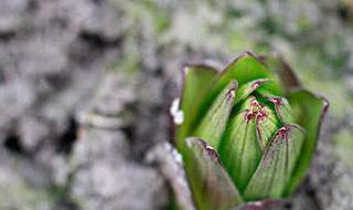 百合什么时候发芽 百合什么时候发芽?