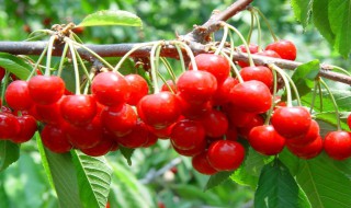 大樱桃单棵能结果吗 大樱桃单颗能结果吗