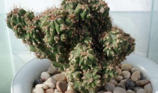 如何给山影拳浇水（山影拳用什么肥料）