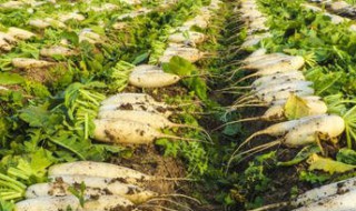 萝卜收获时间 萝卜收获时间在多少度